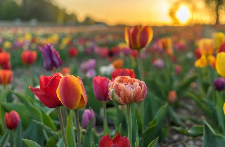 Bunte Tulpen in der Abendsonne